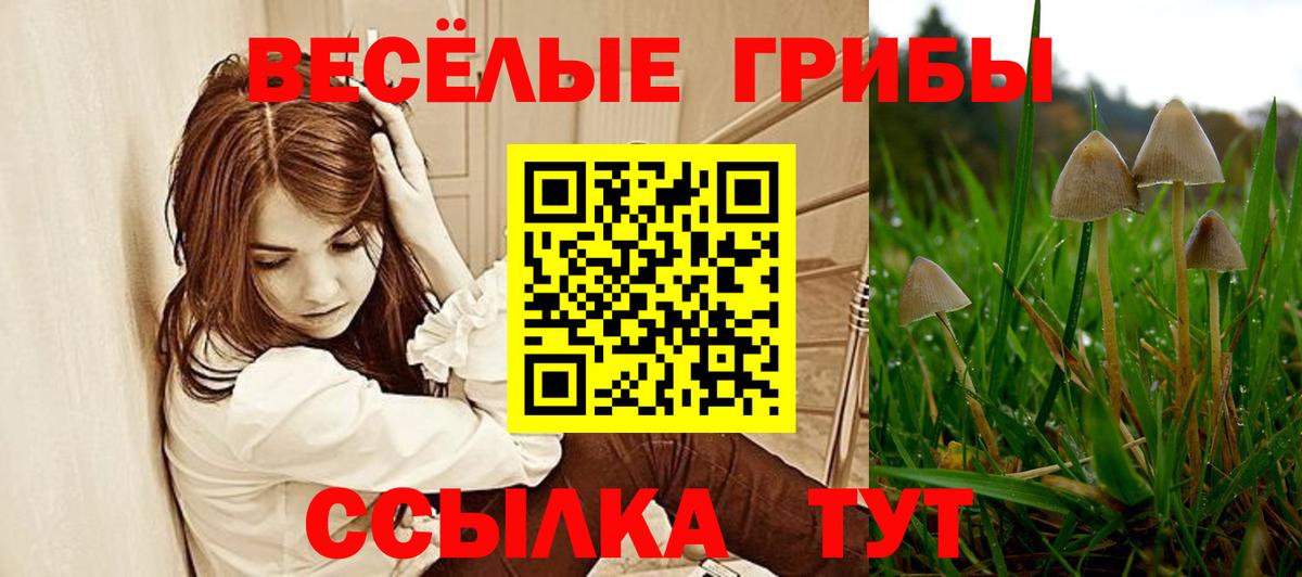 Галлюциногенные грибы прущие грибы  Вход с VPN  где можно купить   Псилоцибиновые грибы Psilocybe  Нефтекумск 